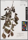 Foto von Salix aurita L.